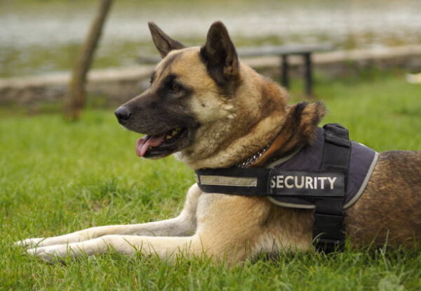 Security dog. A German Shepard on a lead.